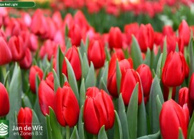 Tulipa Red Light ® (3)